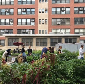 UIC Nutrition Teaching Garden with nutrition students moving among the raised garden beds
                  