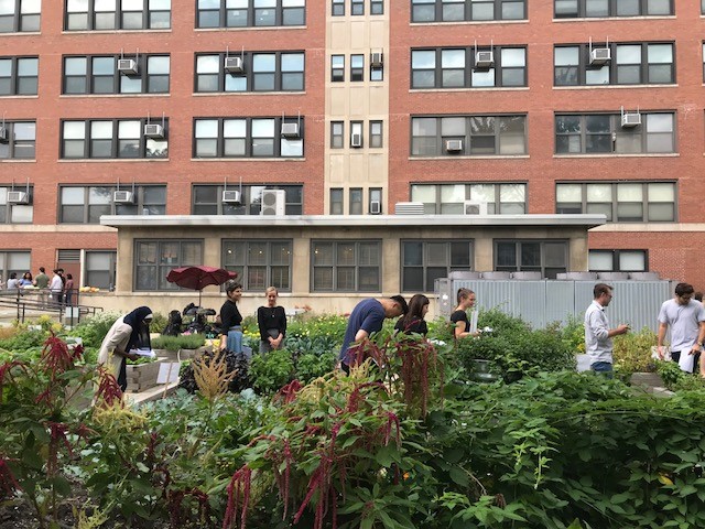 UIC Nutrition Teaching Garden with nutrition students moving among the raised garden beds