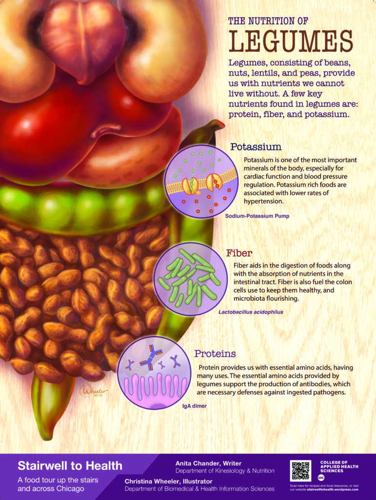 Poster outlining the nutrition of legumes