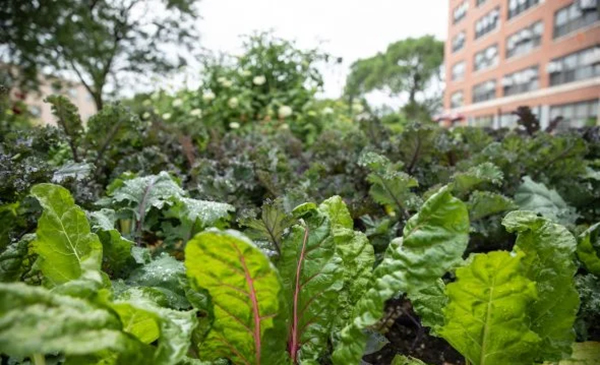 UIC nutrition garden