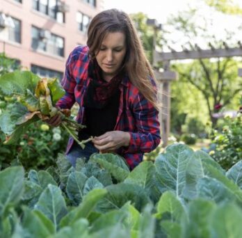 Renea Lyles tends to the Nutrition Teaching Garden at the Applied Health Sciences Building. Lyles is the garden manager and a culinary nutrition instructor.
                  