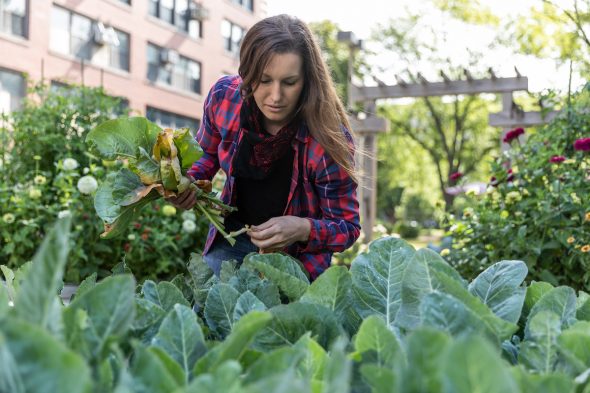 Renea Lyles tends to the Nutrition Teaching Garden at the Applied Health Sciences Building. Lyles is the garden manager and a culinary nutrition instructor.