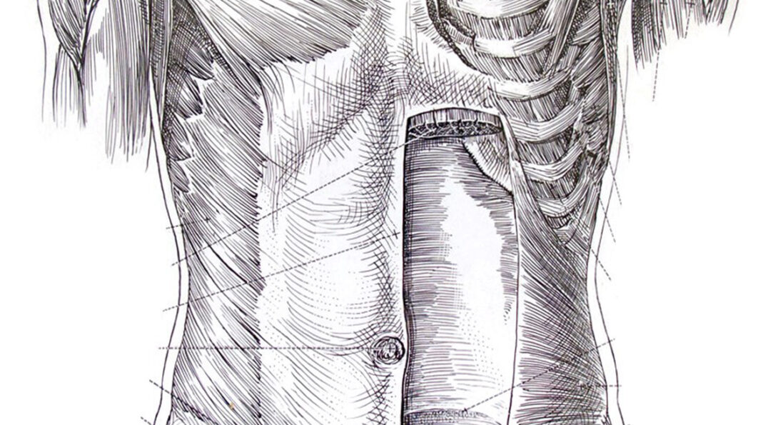 Illustration of muscles in human torso by Tom Jones, founder of the AMI and of UIC’s biomedical visualization program