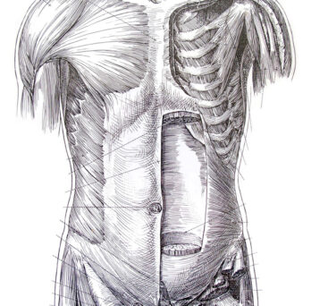 Illustration of muscles in human torso by Tom Jones, founder of the AMI and of UIC’s biomedical visualization program
                  