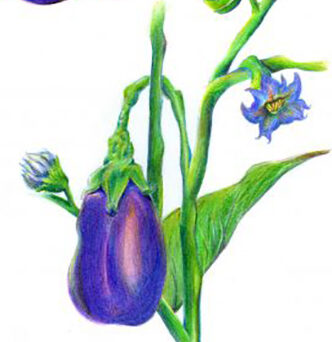 Alexandra Mangam’s illustration of an eggplant
                  