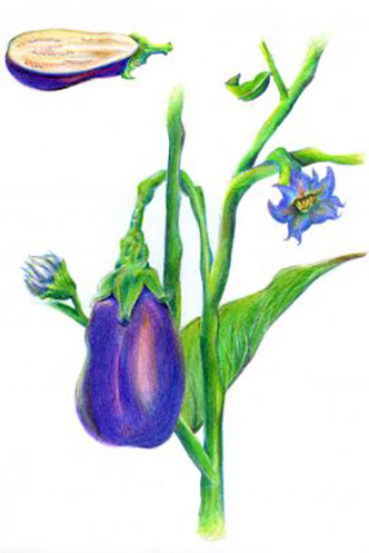 Alexandra Mangam’s illustration of an eggplant