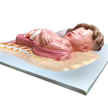 A plastic carving portrays a baby in utero, created by Holt.
                  